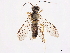  (Indotaxonus thaianus - CCDB-34062-F08)  @11 [ ] CreativeCommons - Attribution (2019) CBG Photography Group Smithsonian Institution