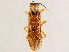  (Neacidiophora bellicornis - CCDB-34062-G05)  @11 [ ] CreativeCommons - Attribution (2019) CBG Photography Group Smithsonian Institution