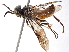  (Nepala chiangmaiensis - CCDB-34062-G06)  @11 [ ] CreativeCommons - Attribution (2019) CBG Photography Group Smithsonian Institution
