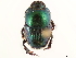  ( - CCDB-34064-A05)  @11 [ ] CreativeCommons - Attribution (2019) CBG Photography Group Smithsonian Institution