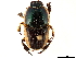  (Oniticellus egregius - CCDB-34064-B01)  @11 [ ] CreativeCommons - Attribution (2019) CBG Photography Group Smithsonian Institution
