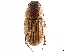  (Nobius timidus - CCDB-34064-H01)  @11 [ ] CreativeCommons - Attribution (2019) CBG Photography Group Smithsonian Institution