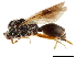  (Nothoserphus mirabilis - CCDB-34065-A01)  @11 [ ] CreativeCommons - Attribution (2019) CBG Photography Group Smithsonian Institution