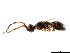  (Aneuropria - CCDB-34065-A04)  @11 [ ] CreativeCommons - Attribution (2019) CBG Photography Group Smithsonian Institution