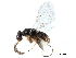  (Eupristina verticillata - CCDB-34065-A06)  @11 [ ] CreativeCommons - Attribution (2019) CBG Photography Group Smithsonian Institution
