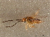  (Leptomastix - CCDB-34065-B11)  @11 [ ] CreativeCommons - Attribution (2019) CBG Photography Group Smithsonian Institution
