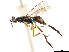  ( - CCDB-34066-H06)  @11 [ ] CreativeCommons - Attribution (2019) CBG Photography Group Smithsonian Institution