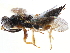  ( - CCDB-34068-B08)  @11 [ ] CreativeCommons - Attribution (2019) CBG Photography Group Smithsonian Institution
