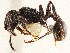  (Patagonomyrmex - CCDB-34068-E08)  @11 [ ] CreativeCommons - Attribution (2019) CBG Photography Group Smithsonian Institution