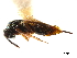  (Hyperimerus - CCDB-34069-A11)  @11 [ ] CreativeCommons - Attribution (2019) CBG Photography Group Smithsonian Institution