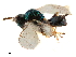  ( - CCDB-34069-C07)  @11 [ ] CreativeCommons - Attribution (2019) CBG Photography Group Smithsonian Institution