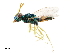  ( - CCDB-34069-E10)  @11 [ ] CreativeCommons - Attribution (2019) CBG Photography Group Smithsonian Institution