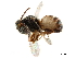  (Dinarmus basalis - CCDB-34069-F02)  @11 [ ] CreativeCommons - Attribution (2019) CBG Photography Group Smithsonian Institution