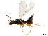  ( - CCDB-34069-H09)  @11 [ ] CreativeCommons - Attribution (2019) CBG Photography Group Smithsonian Institution