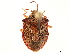  ( - CCDB-34070-F09)  @11 [ ] CreativeCommons - Attribution (2019) CBG Photography Group Smithsonian Institution