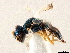  ( - CCDB-34072-A12)  @11 [ ] CreativeCommons - Attribution (2019) CBG Photography Group Smithsonian Institution