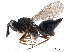  ( - CCDB-34072-C01)  @11 [ ] CreativeCommons - Attribution (2019) CBG Photography Group Smithsonian Institution