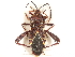  (Acanthocerus - CCDB-34073-A09)  @11 [ ] CreativeCommons - Attribution (2019) CBG Photography Group Smithsonian Institution