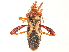  (Crinocerus - CCDB-34073-B02)  @11 [ ] CreativeCommons - Attribution (2019) CBG Photography Group Smithsonian Institution