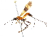  (Megaloproctus didymus - CCDB-34074-B01)  @11 [ ] CreativeCommons - Attribution (2019) CBG Photography Group Smithsonian Institution