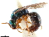  ( - CCDB-34077-A07)  @11 [ ] CreativeCommons - Attribution (2019) CBG Photography Group Smithsonian Institution