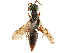  (Anisepyris aurichalceus - CCDB-34077-A08)  @11 [ ] CreativeCommons - Attribution (2019) CBG Photography Group Smithsonian Institution