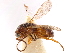  (Baeosega - CCDB-34077-B01)  @11 [ ] CreativeCommons - Attribution (2019) CBG Photography Group Smithsonian Institution
