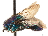  ( - CCDB-34077-B05)  @11 [ ] CreativeCommons - Attribution (2019) CBG Photography Group Smithsonian Institution