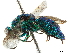 ( - CCDB-34077-B09)  @11 [ ] CreativeCommons - Attribution (2019) CBG Photography Group Smithsonian Institution