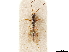  ( - CCDB-34077-C11)  @11 [ ] CreativeCommons - Attribution (2019) CBG Photography Group Smithsonian Institution