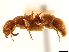  (Acanthoponera mucronata - CCDB-34077-F12)  @11 [ ] CreativeCommons - Attribution (2019) CBG Photography Group Smithsonian Institution