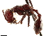  ( - CCDB-34077-G02)  @11 [ ] CreativeCommons - Attribution (2019) CBG Photography Group Smithsonian Institution