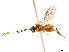  ( - CCDB-34077-H08)  @11 [ ] CreativeCommons - Attribution (2019) CBG Photography Group Smithsonian Institution