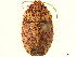  ( - CCDB-34078-F12)  @11 [ ] CreativeCommons - Attribution (2019) CBG Photography Group Smithsonian Institution