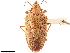  ( - CCDB-34078-H03)  @11 [ ] CreativeCommons - Attribution (2019) CBG Photography Group Smithsonian Institution