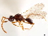  ( - CCDB-34079-A06)  @11 [ ] CreativeCommons - Attribution (2019) CBG Photography Group Smithsonian Institution