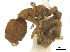  ( - CCDB-34079-B09)  @11 [ ] CreativeCommons - Attribution (2019) CBG Photography Group Smithsonian Institution