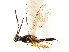  ( - CCDB-34079-H11)  @11 [ ] CreativeCommons - Attribution (2019) CBG Photography Group Smithsonian Institution