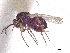  ( - CCDB-34780-A11)  @11 [ ] CreativeCommons - Attribution (2019) CBG Photography Group Smithsonian Institution