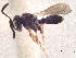  (Teleas - CCDB-34780-D05)  @11 [ ] CreativeCommons - Attribution (2019) CBG Photography Group Smithsonian Institution