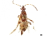  (Burtinus luteomarginatus - CCDB-33590-F05)  @11 [ ] CreativeCommons - Attribution (2019) CBG Photography Group Smithsonian Institution