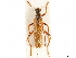  (Fallacia - CCDB-34772-A05)  @11 [ ] CreativeCommons - Attribution (2019) CBG Photography Group Smithsonian Institution