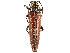  (Osmopleura - CCDB-34772-B11)  @11 [ ] CreativeCommons - Attribution (2019) CBG Photography Group Smithsonian Institution