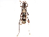  (Oligoenoplus - CCDB-34772-C07)  @11 [ ] CreativeCommons - Attribution (2019) CBG Photography Group Smithsonian Institution