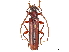  (Coleoxestia julietae - CCDB-34772-F05)  @11 [ ] CreativeCommons - Attribution (2019) CBG Photography Group Smithsonian Institution
