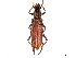  (Juiaparus lasiocerus - CCDB-34772-F10)  @11 [ ] CreativeCommons - Attribution (2019) CBG Photography Group Smithsonian Institution