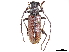  (Plocaederus - CCDB-34772-G06)  @11 [ ] CreativeCommons - Attribution (2019) CBG Photography Group Smithsonian Institution
