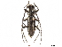  (Ptycholaemus - CCDB-34772-G10)  @11 [ ] CreativeCommons - Attribution (2019) CBG Photography Group Smithsonian Institution