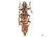 ( - CCDB-34772-G11)  @11 [ ] CreativeCommons - Attribution (2019) CBG Photography Group Smithsonian Institution