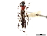 (Artimpaza - CCDB-34772-H11)  @11 [ ] CreativeCommons - Attribution (2019) CBG Photography Group Smithsonian Institution